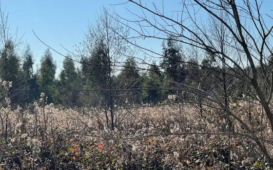 2,300 m² Land Plot Near the Coast in Shekvetili, photo 8
