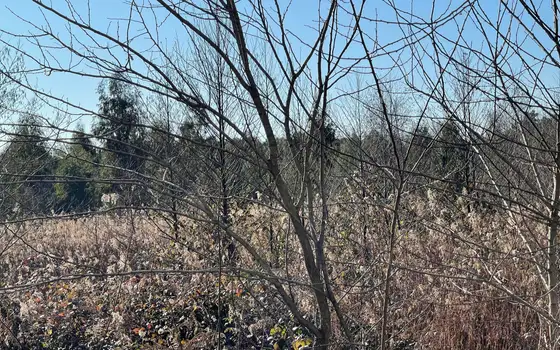 2,300 m² Land Plot Near the Coast in Shekvetili, photo 7