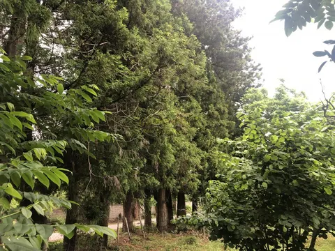 Продается земельный участок в центре село Чарнали в Хелвачаурском муниципалитете. - სურათი 1