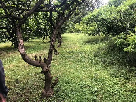 Продается земельный участок в центре село Чарнали в Хелвачаурском муниципалитете.