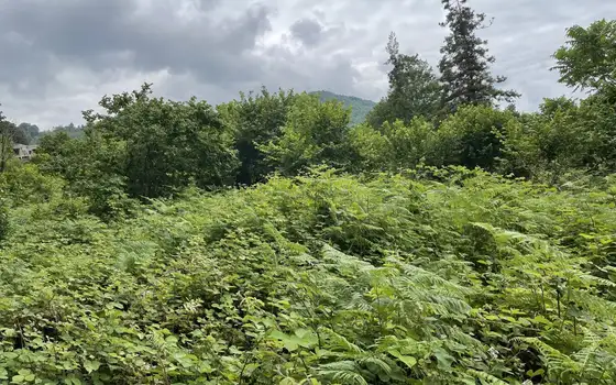 Продается земельный участок в дикой природе в тихом месте в Чарнали.
