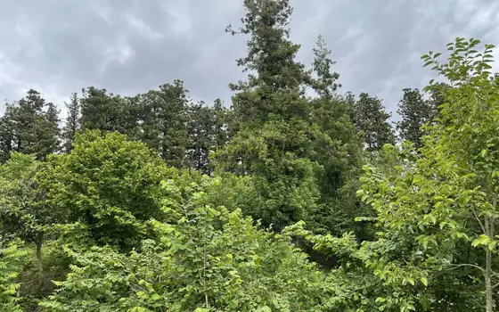 Продается земельный участок в дикой природе в тихом месте в Чарнали.