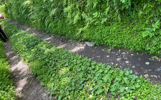 Продается земельный участок с шикарным видом на море и город Батуми.