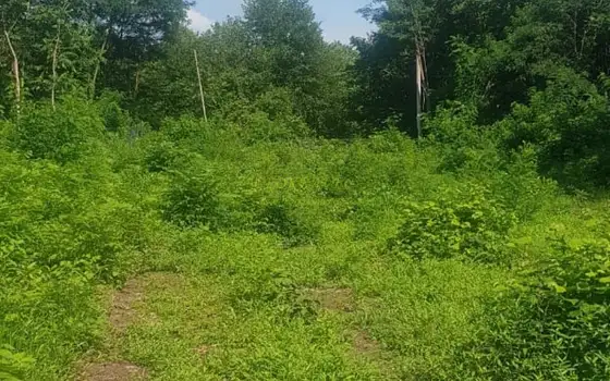 Продажа земли несельскохозяйственного назначения в Шекветили