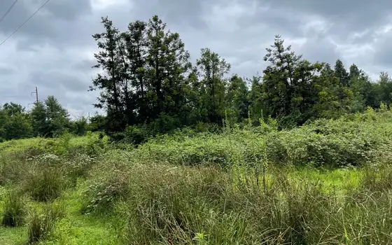 1501 m² Land Plot in Ureki, photo 10