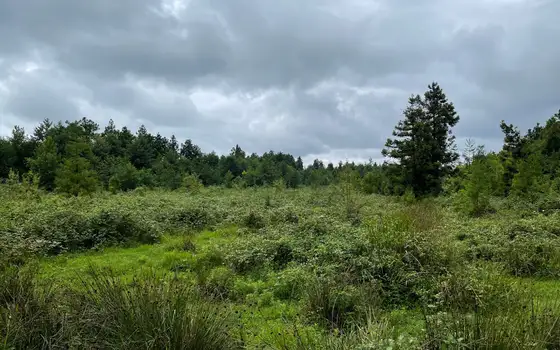 1501 m² Land Plot in Ureki, photo 12