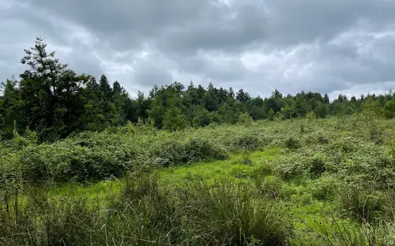 1501 m² Land Plot in Ureki, photo 11