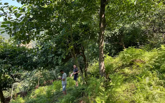 Land Plot in Kvariati with Sea View, photo 10