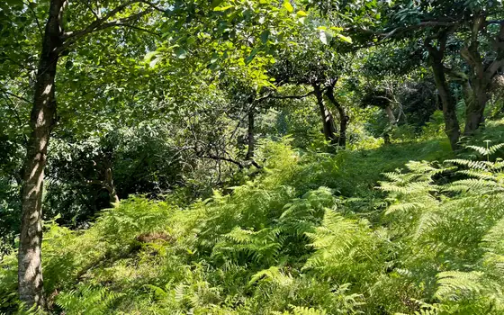 Land Plot in Kvariati with Sea View, photo 12