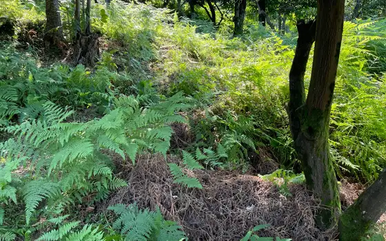 Land Plot in Kvariati with Sea View, photo 7