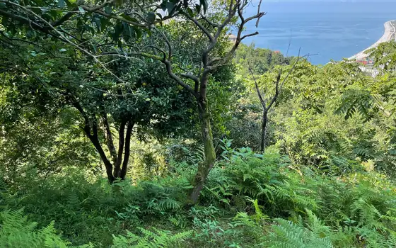 Land Plot in Kvariati with Sea View, photo 8