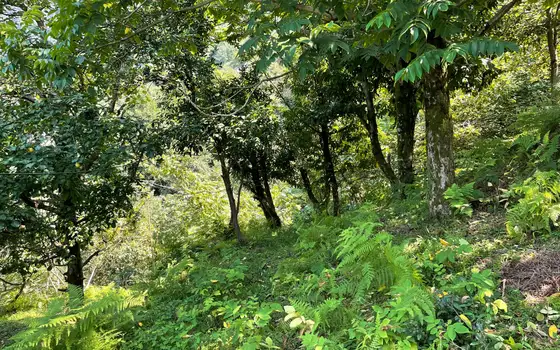 Land Plot in Kvariati with Sea View, photo 2