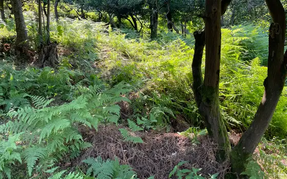 Land Plot in Kvariati with Sea View, photo 6