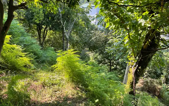 Land Plot in Kvariati with Sea View, photo 5