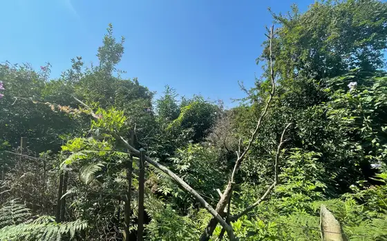 Land Plot in Gonio Near Sea, photo 6