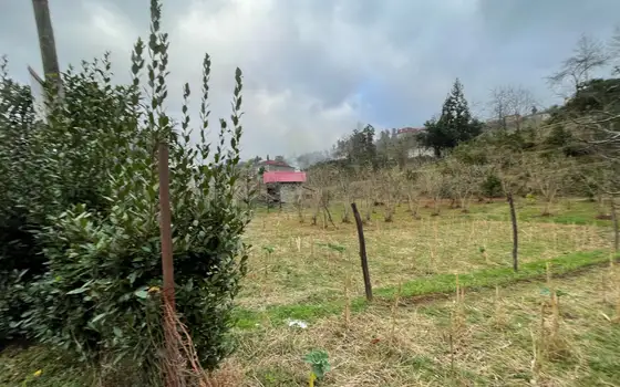 Участок под дачу недалеко от Батуми, в зеленой зоне.