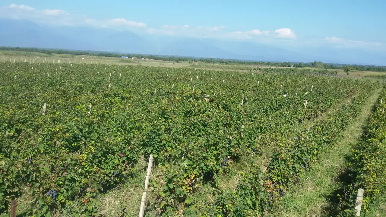 Land Plot with Saperavi Vineyard in Kakheti, photo 1