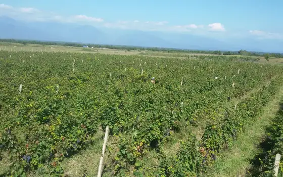 Land Plot with Saperavi Vineyard in Kakheti, photo 9