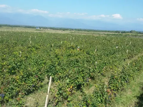 Продается виноградник сорта Саперави в Кахетии.