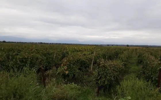 Продается виноградник сорта Саперави в Кахетии.