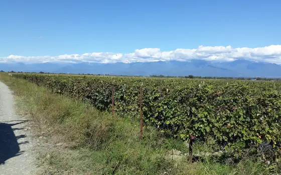 Land Plot with Saperavi Vineyard in Kakheti, photo 2