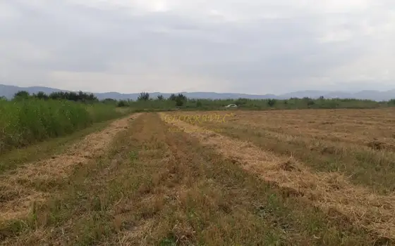 Продается виноградник сорта Саперави в Кахетии.
