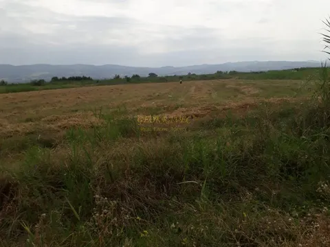 Продается виноградник сорта Саперави в Кахетии.