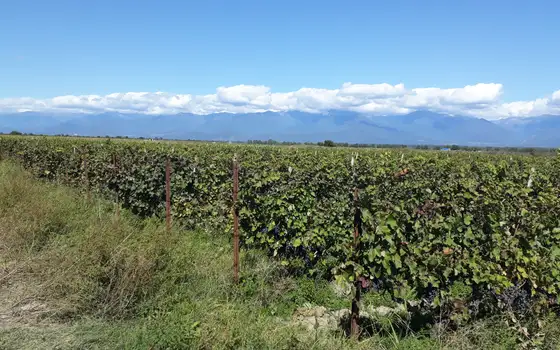 Land Plot with Saperavi Vineyard in Kakheti, photo 3