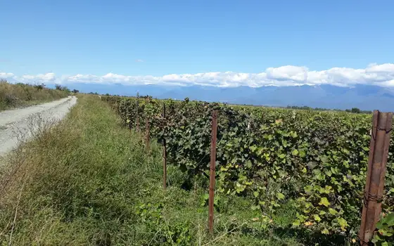 Land Plot with Saperavi Vineyard in Kakheti, photo 12