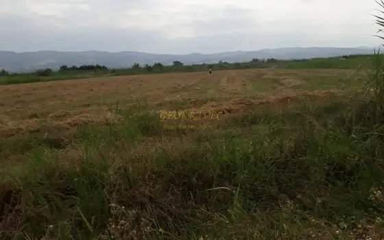 Продается виноградник сорта Саперави в Кахетии.