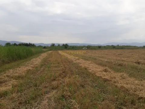 Продается виноградник сорта Саперави в Кахетии.