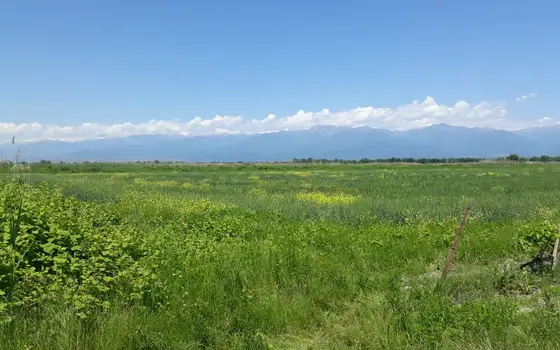 Land Plot with Saperavi Vineyard in Kakheti, photo 8