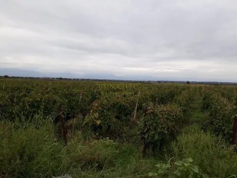 Продается виноградник сорта Саперави в Кахетии.