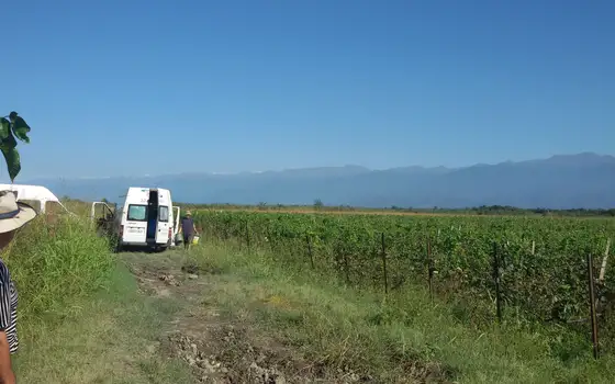 Land Plot with Saperavi Vineyard in Kakheti, photo 5