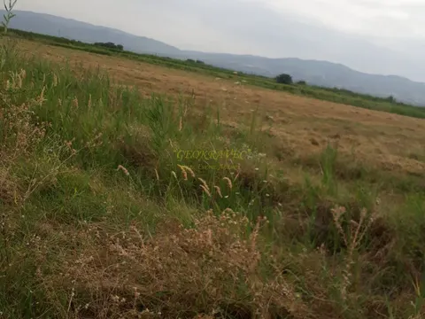 Продается виноградник сорта Саперави в Кахетии.