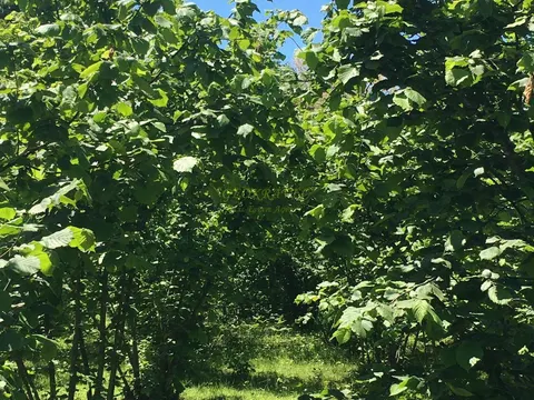 Продажа земли в Кобулети - სურათი 1
