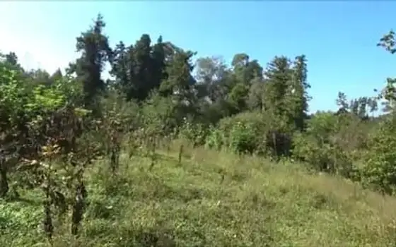 Land Plot Near Sea in Ureki, photo 6
