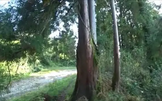 Land Plot Near Sea in Ureki, photo 5