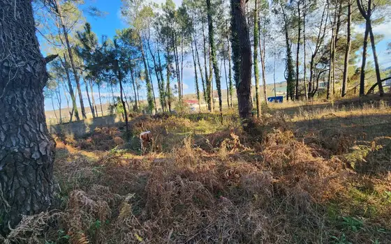 На берегу Черного моря в  курортный городок  Капровани.