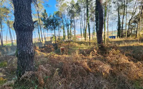 На берегу Черного моря в  курортный городок  Капровани.