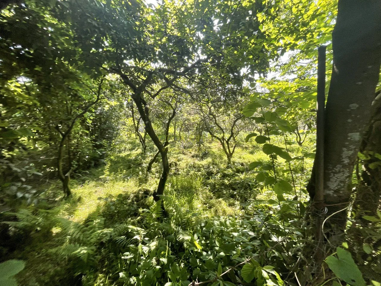 Земельный участок в курортном районе, Чакви