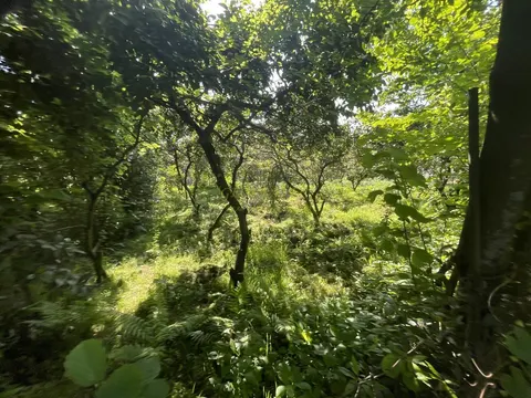 Земельный участок в курортном районе, Чакви
