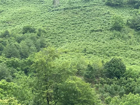Земельный участок недалеко от Батуми, с видом на горы