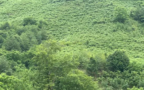 Земельный участок недалеко от Батуми, с видом на горы