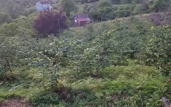 Agricultural Land with Sea View in Chakvi, photo 9