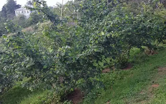 Agricultural Land with Sea View in Chakvi, photo 11
