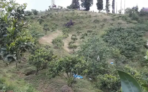 Agricultural Land with Sea View in Chakvi, photo 7