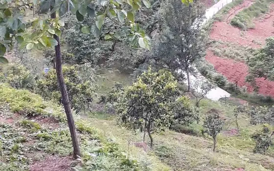 Agricultural Land with Sea View in Chakvi, photo 5