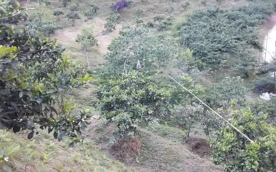 Agricultural Land with Sea View in Chakvi, photo 8