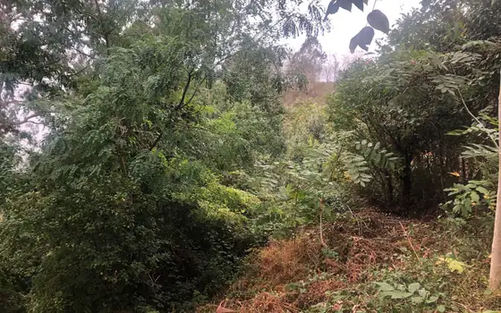 2504 m² Land Plot in Sarpi with Views, photo 4